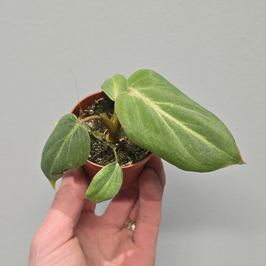 Mini - Philodendron Gloriosum