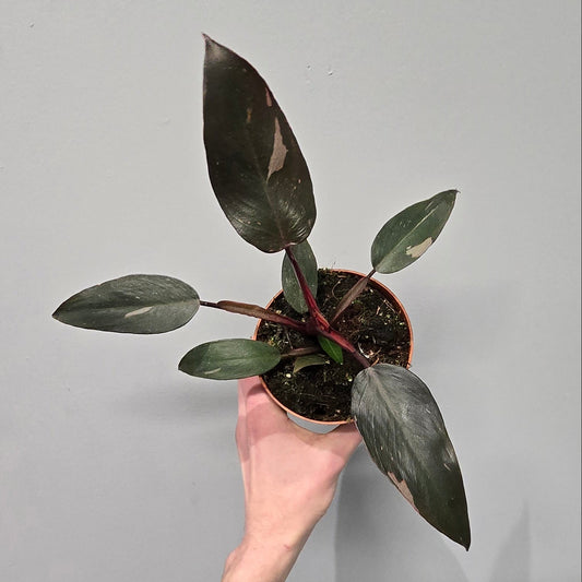 Philodendron 'Burgundy Princess'