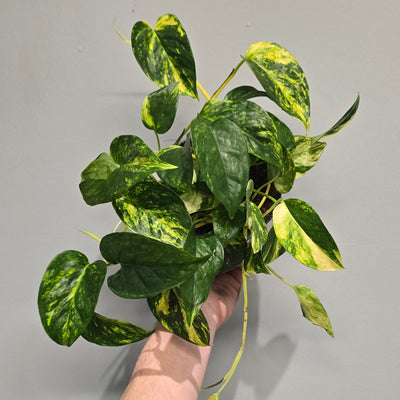 Epipremnum Churchill Gold