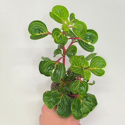 Mini Iresine Bloodleaf