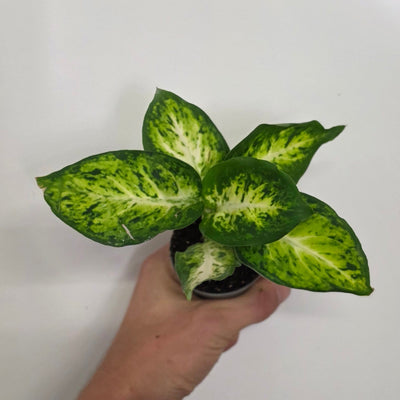 Mini Dieffenbachia Maculata Amy