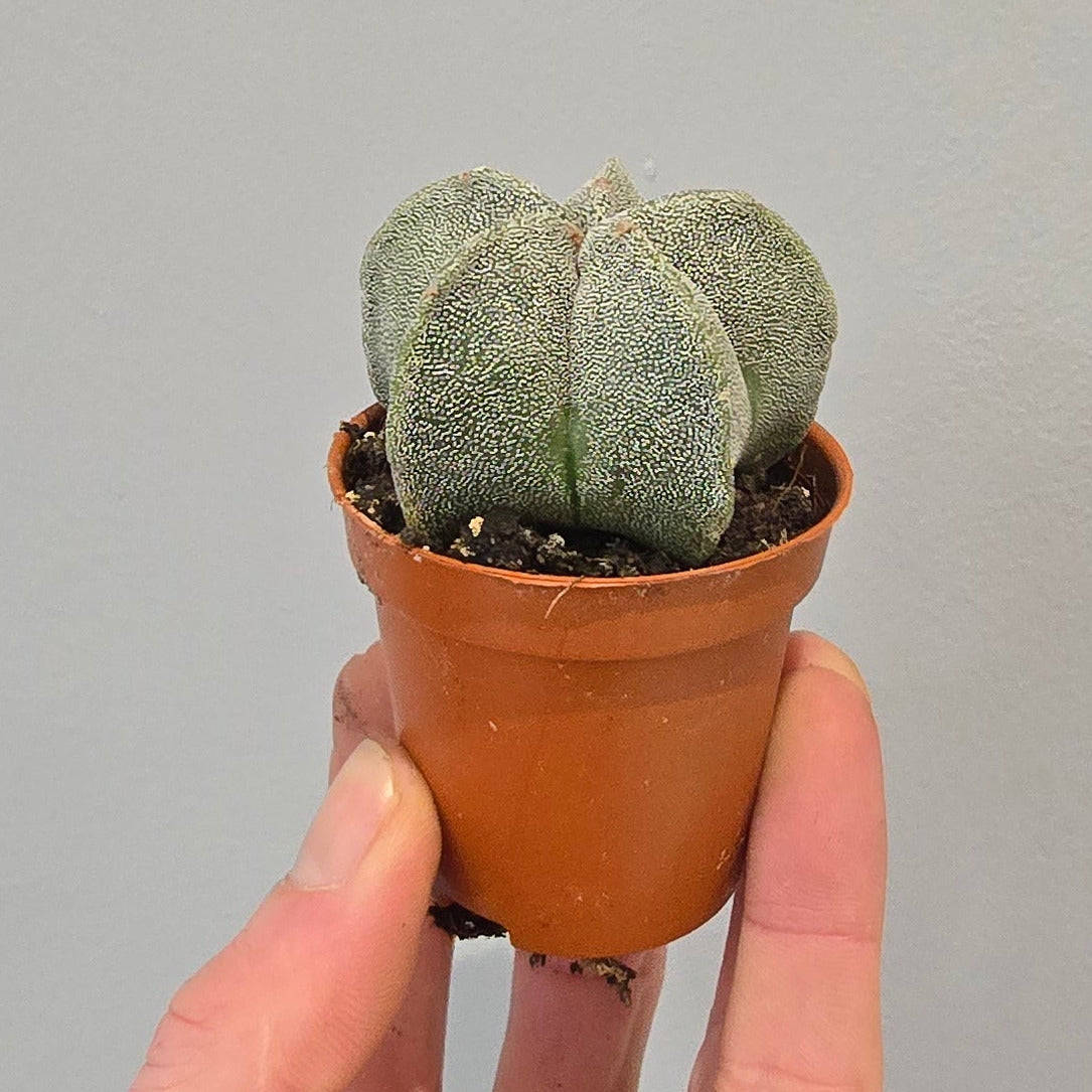 Astrophytum Myriostigma - Cactus