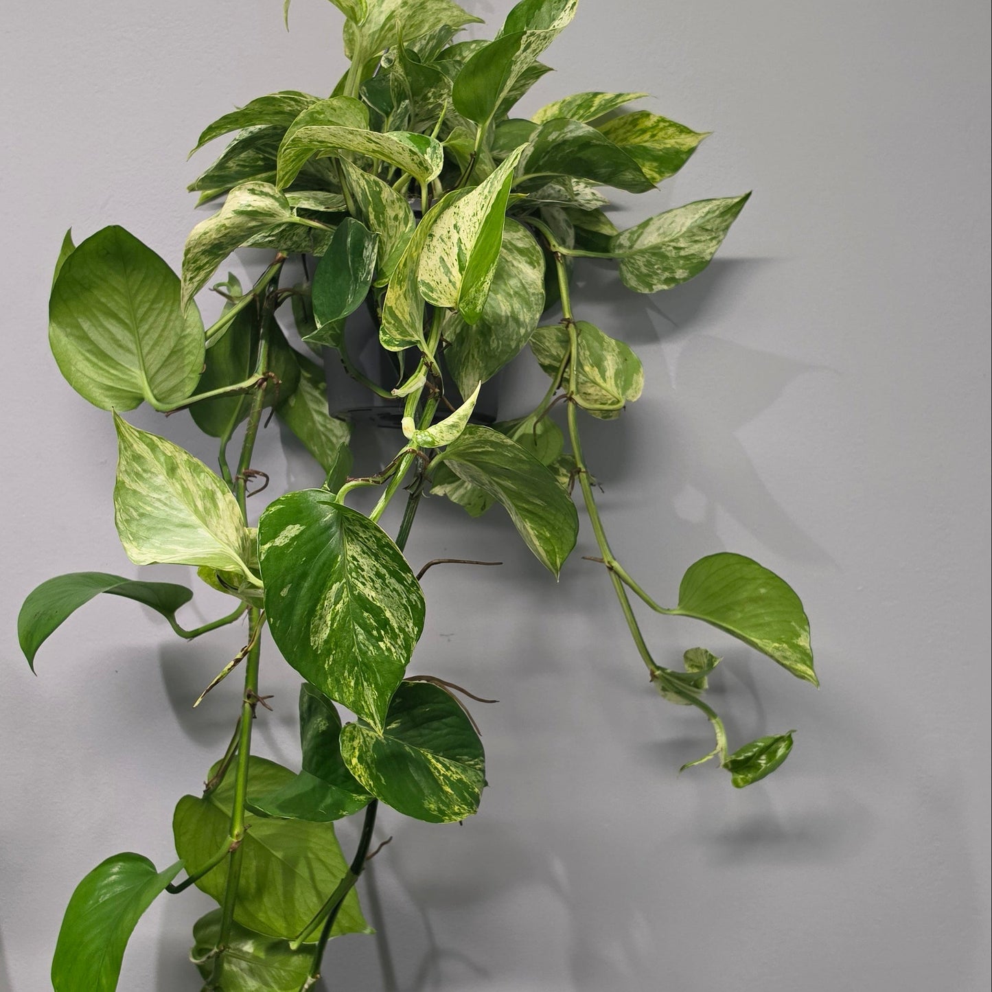 Hanging Epipremnum Marble Queen