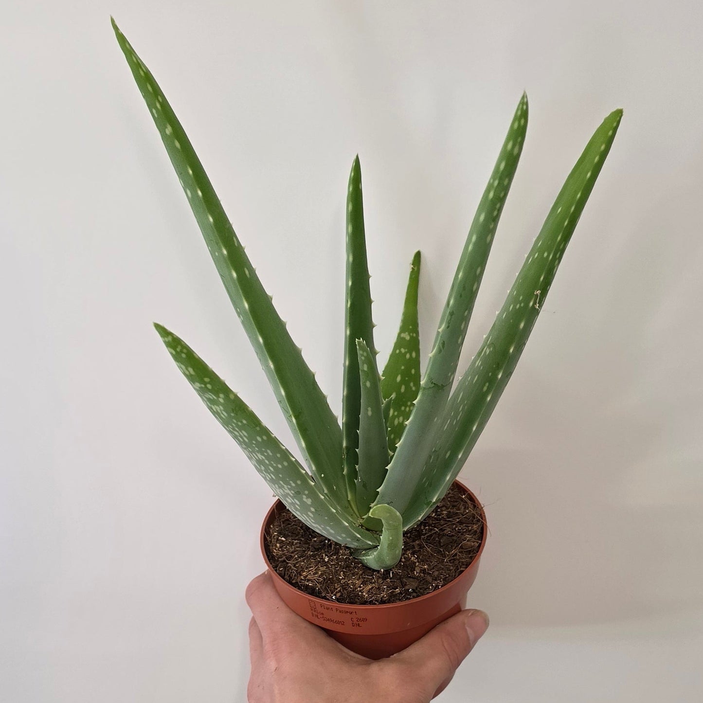 Aloe Vera