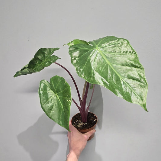 Alocasia Imperial Red