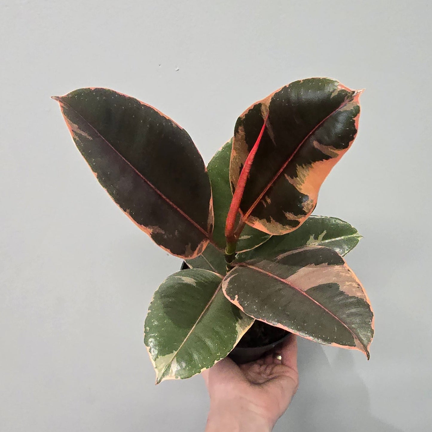 Pink Ficus Belize