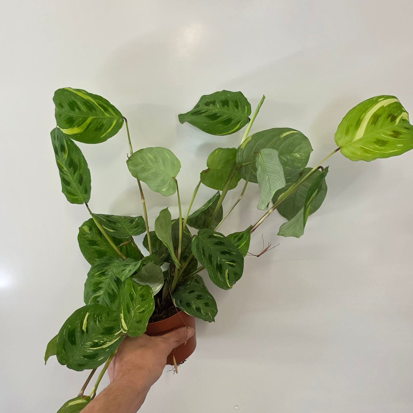 Maranta Leuconeura Variegated