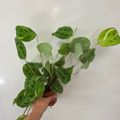 Maranta Leuconeura Variegated