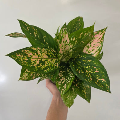 Aglaonema Spotted Star