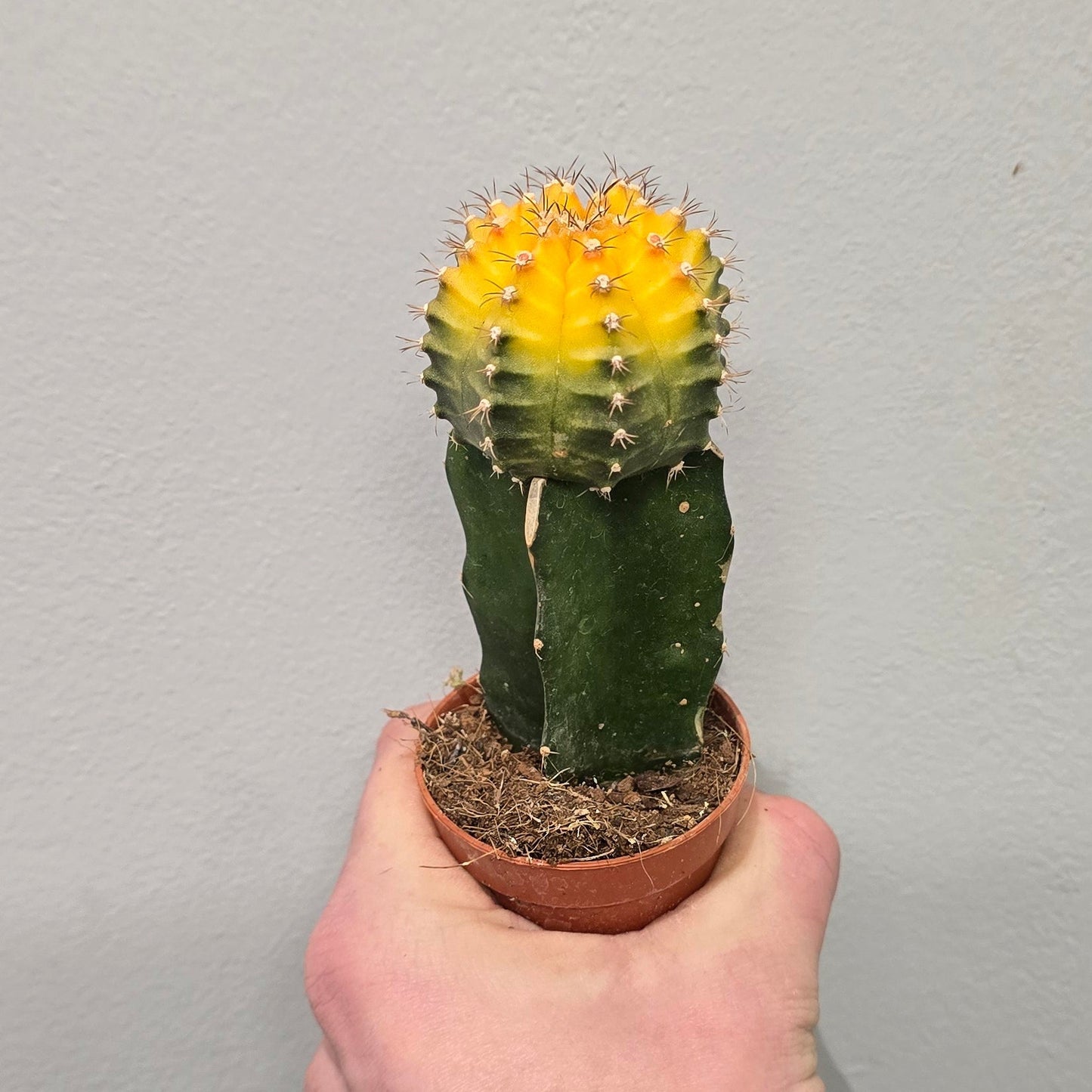 Mini - Gymnocalycium Mihanovichii Cactus