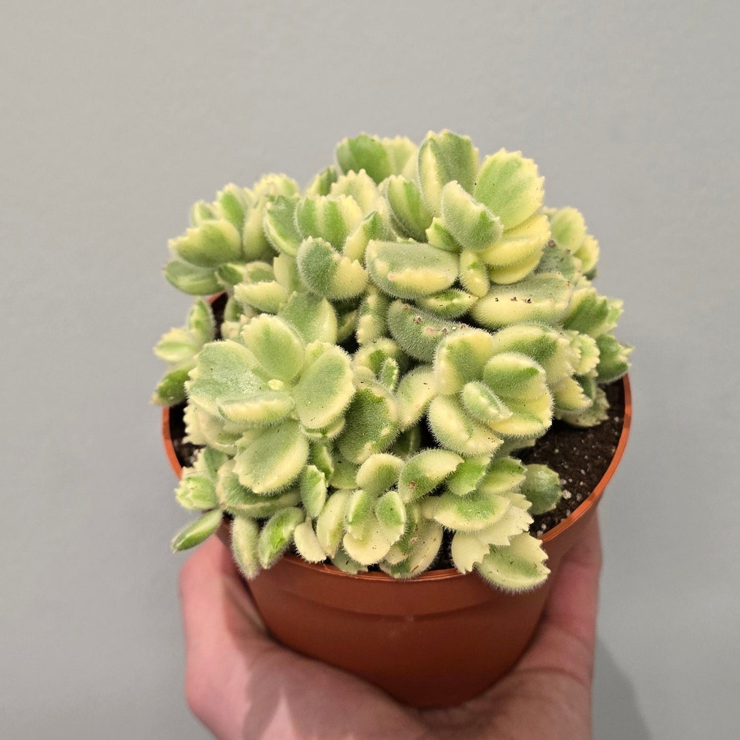 Cotyledon Tomentosa Variegated 'Bear's Paw'