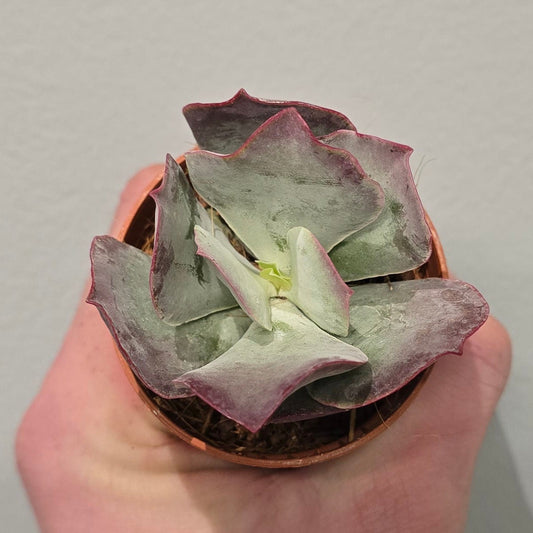 Mini Cotyledon Undulata