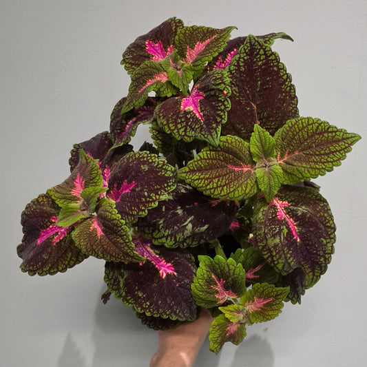 Coleus Park Avenue