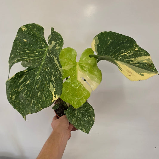 Monstera Thai Constellation "15cm Pot" - Grade B