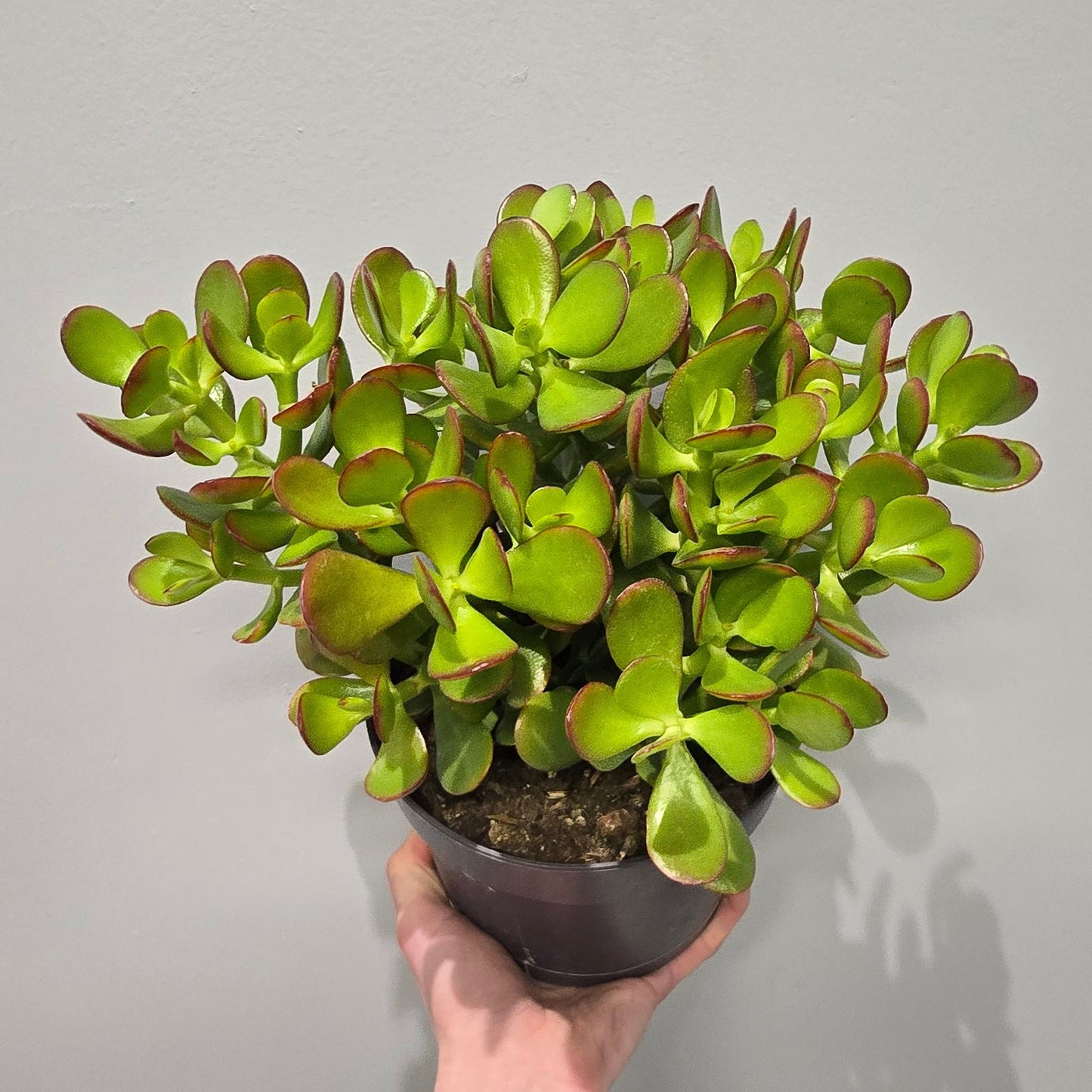 Crassula Ovata Red Tip "Jade Plant"