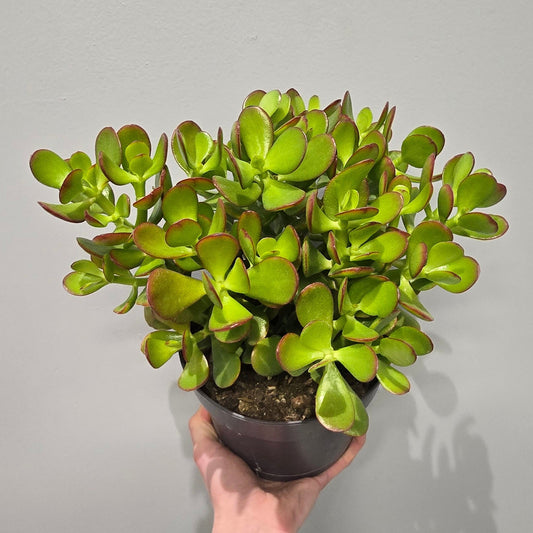 Crassula Ovata Red Tip "Jade Plant"
