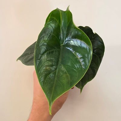 Alocasia Green Unicorn (azlanii x dragon scale)
