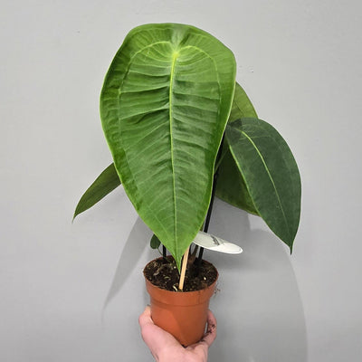 Anthurium Peltigerum