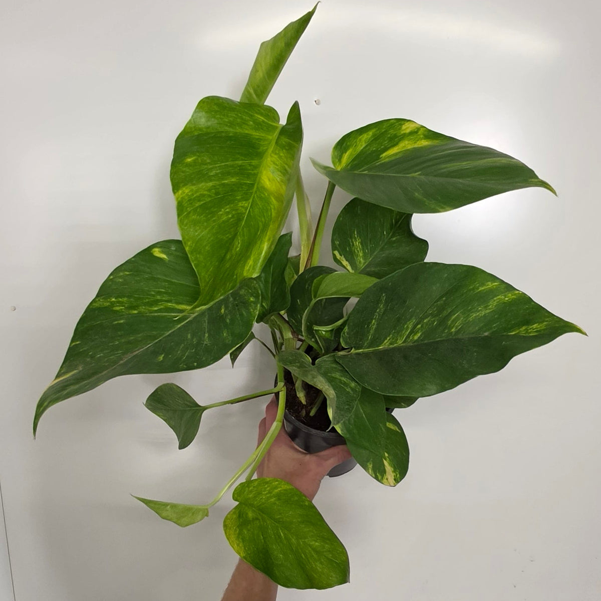 Epipremnum Aureum "Large Form"