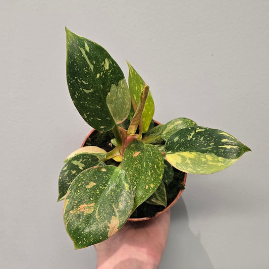 Philodendron Green Congo Variegated