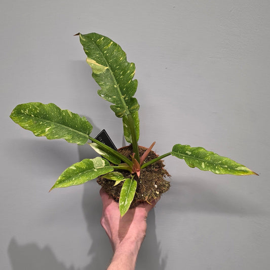 Philodendron Ring Of Fire
