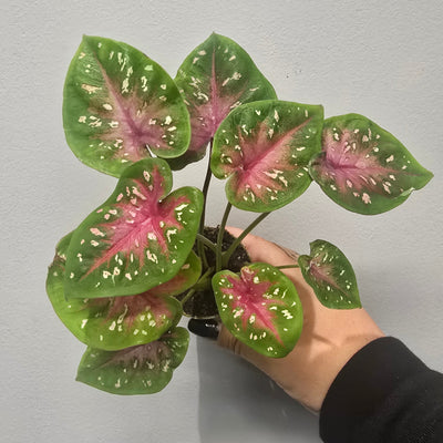Mini Caladium Casey