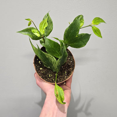 Hoya Polyneura 'Fishtail' (Mutation RC)