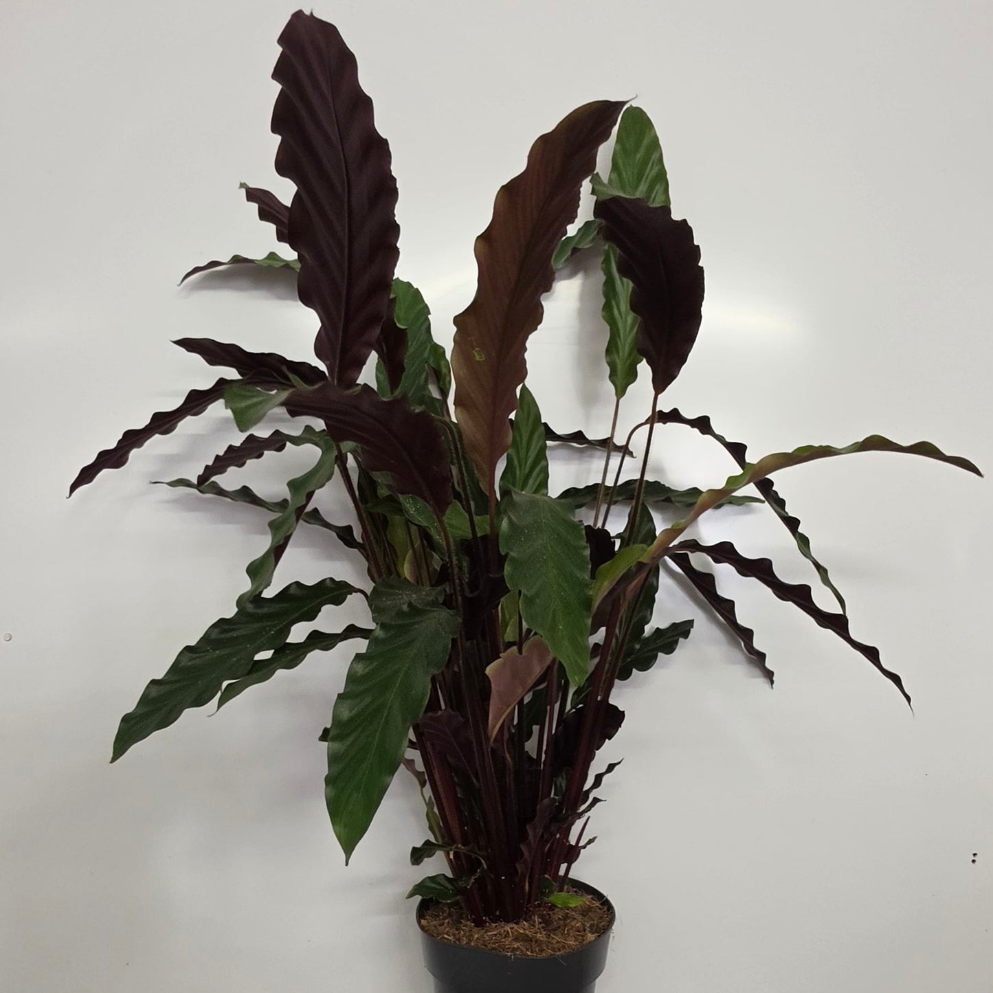 Calathea Rufibarba