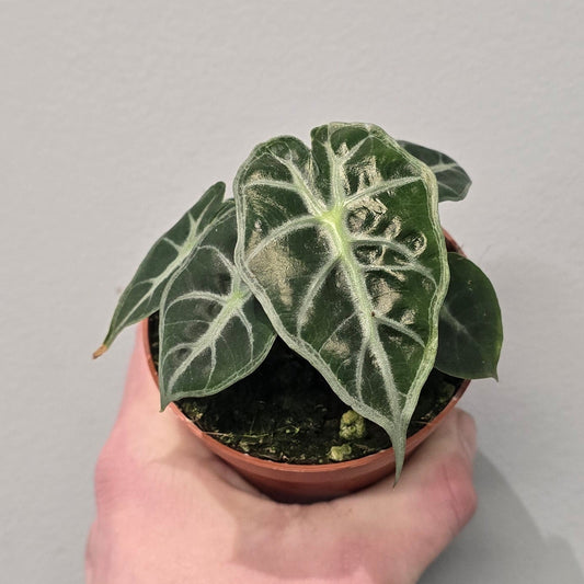 Alocasia Mandalay