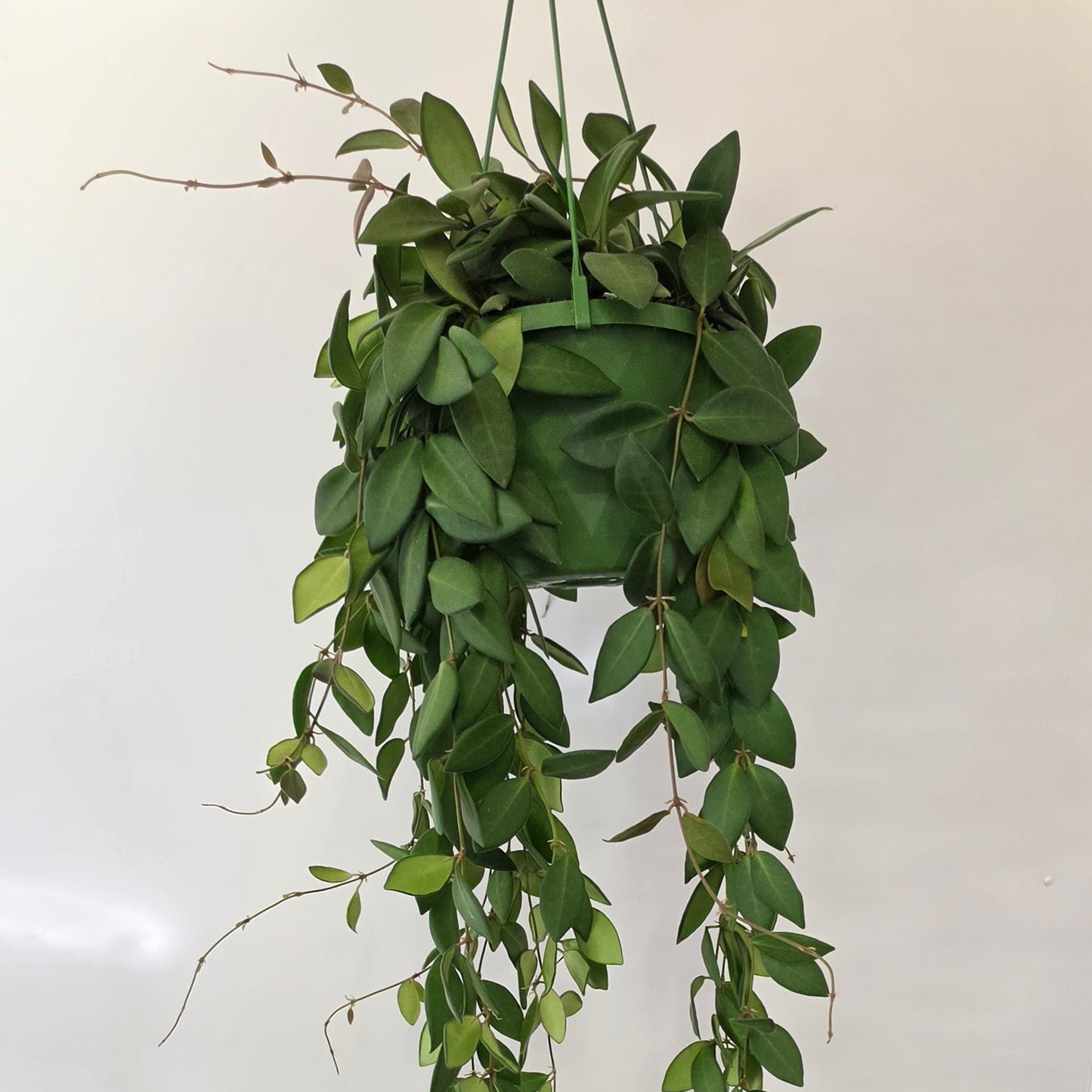 Hanging Hoya Burtoniae