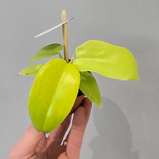 Mini - Philodendron Golden Violin