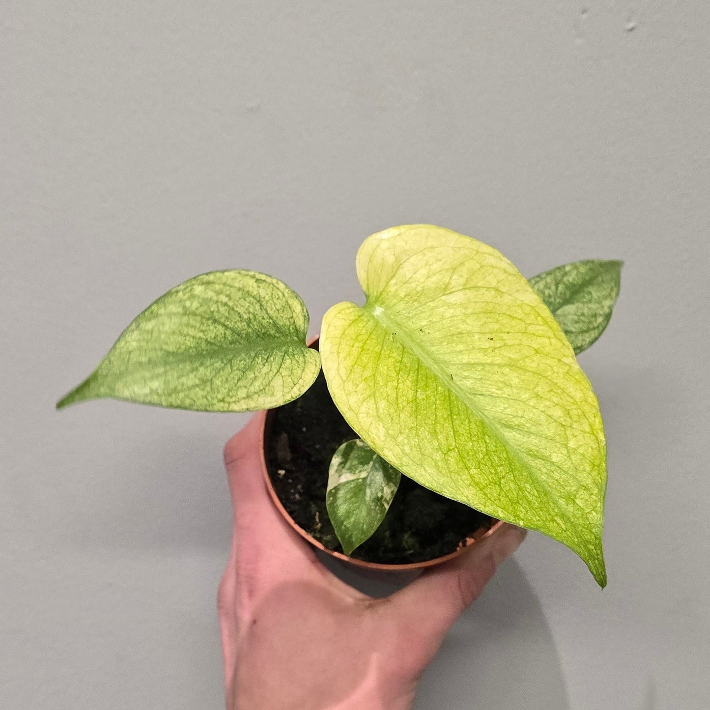 Monstera Deliciosa 'Mint'
