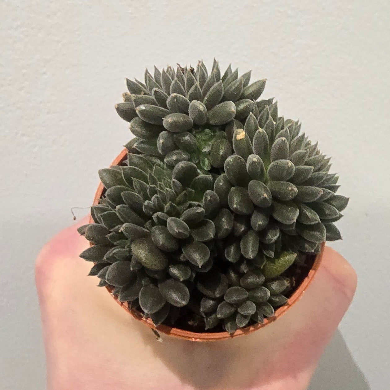 Mini Crassula Crassimus