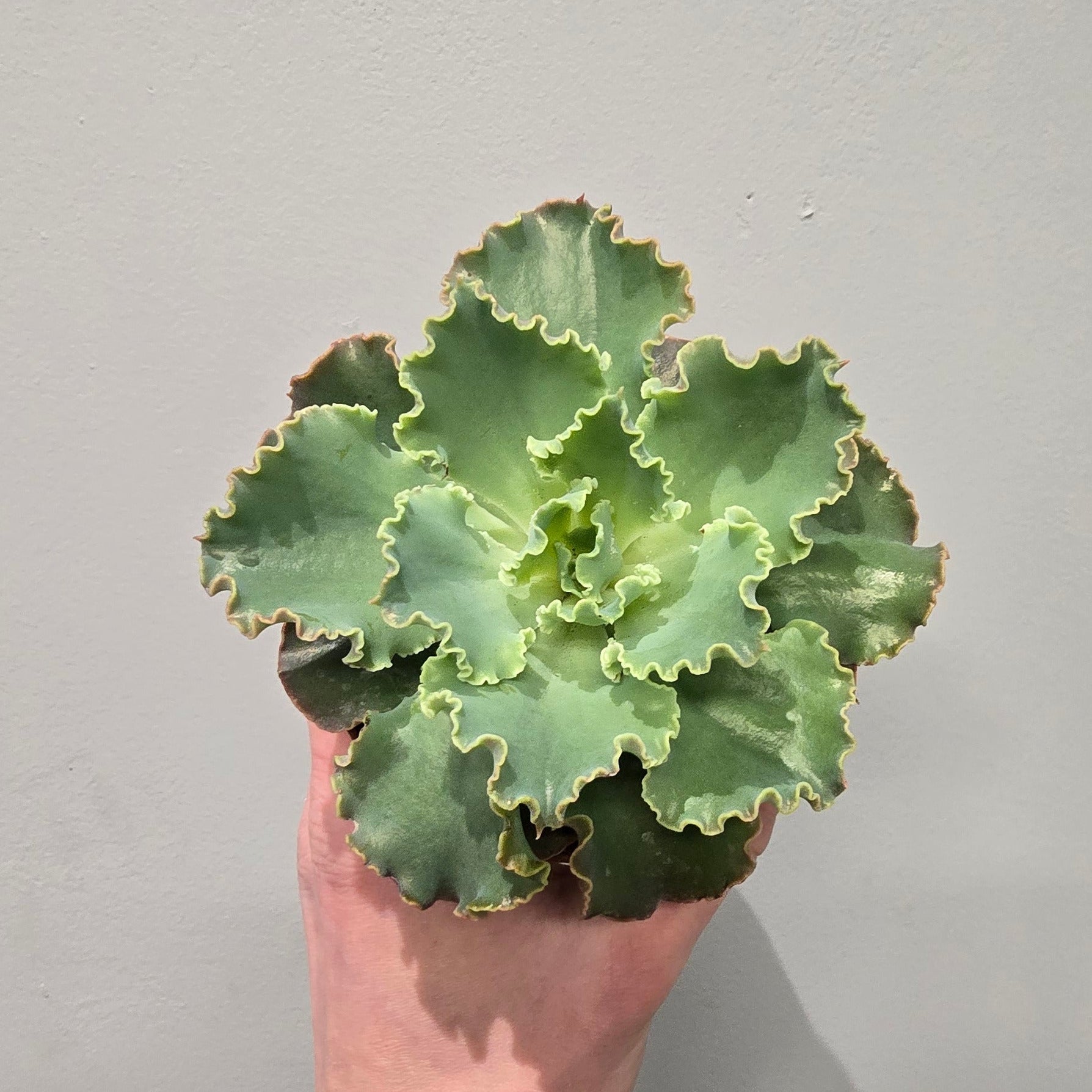 Echeveria Shaviana - Ruffled Silver Blue Succulent Rosette – Ey-Up Plants