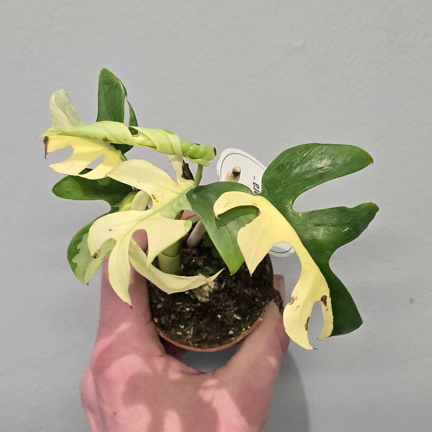 Mini Rhaphidophora Tetrasperma Variegated