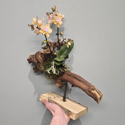 Orchid Mounting Stand