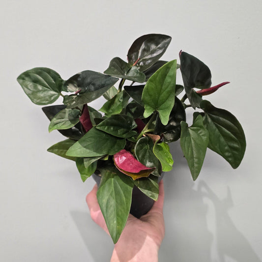 Syngonium Erythrophyllum 'Red Arrow'