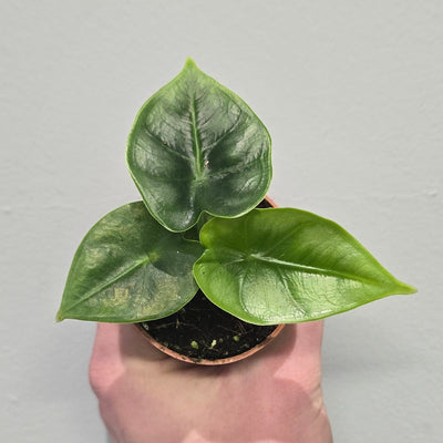 Mini Alocasia Sinuata