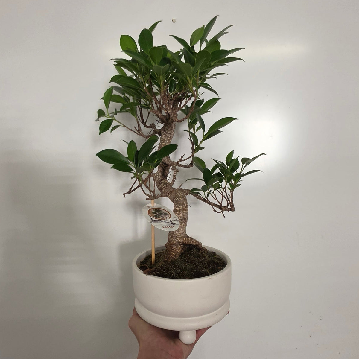 XL Mixed Bonsai – Ceramic Pots