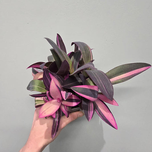 Tradescantia Pink Stripe