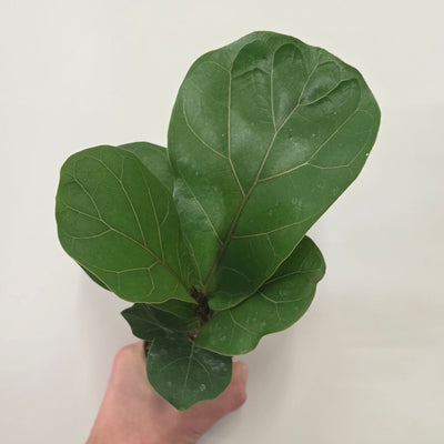 Mini Ficus Lyrata Fiddle Leaf Fig