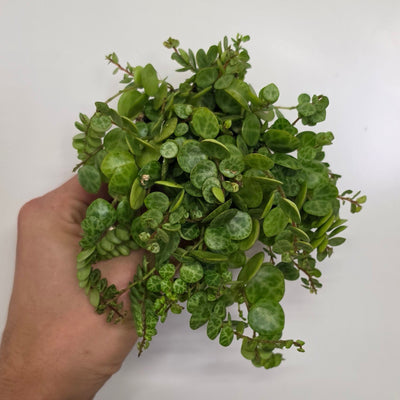 Mini Peperomia Prostrata String Of Turtles