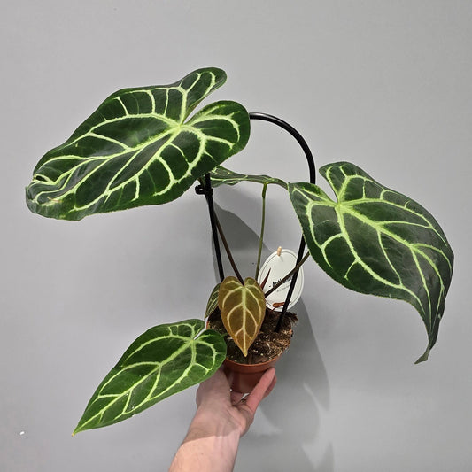 Anthurium Regale