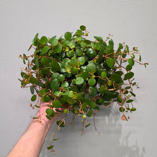 Peperomia Pepperspot