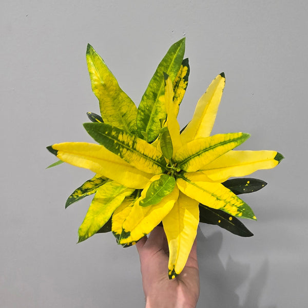 Croton 'Sunny Star'