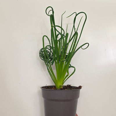 Albuca Spiralis 'Frizzle Sizzle'