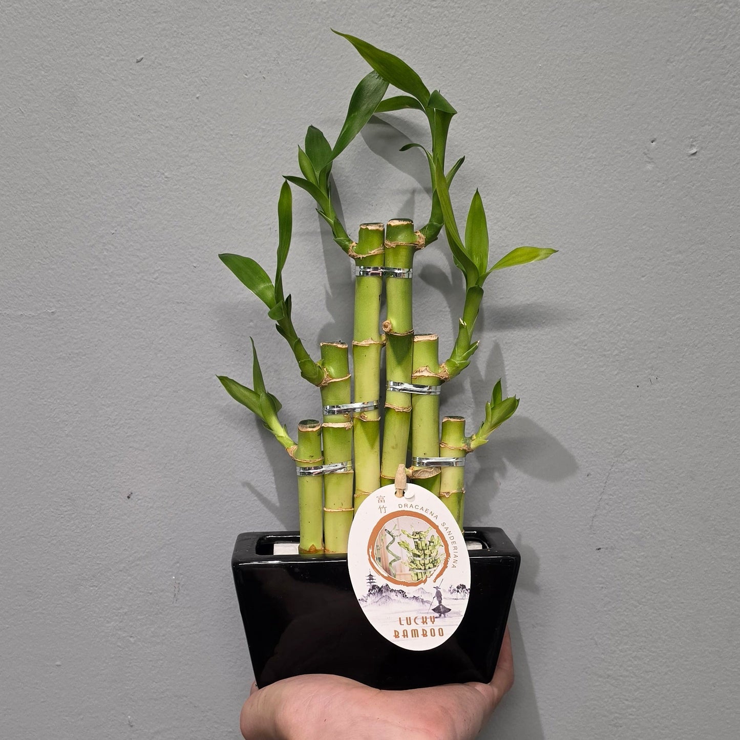 Lucky Bamboo & Pot