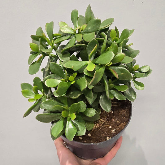 Crassula Ovata "Jade Plant"
