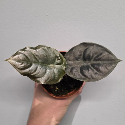 Alocasia Infernalis 'Black Magic'