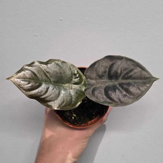 Alocasia Infernalis 'Black Magic'  Grade B